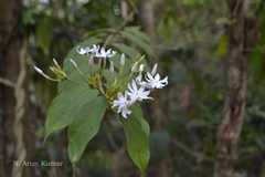 Jasminum rottlerianum